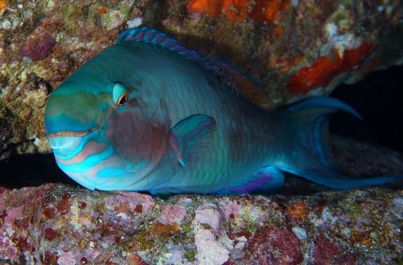 Birmanie - Mergui - 2018 - DSC02934 - Bleekers parrotfish - Perroquet a joue blanche - Chlorurus bleekeri.JPG